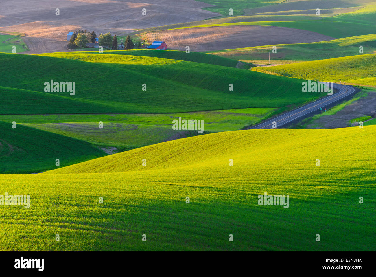 La Palouse, Whitman Comté, WA : ferme isolée parmi les motifs abstraits de matériel roulant des champs de blé Banque D'Images
