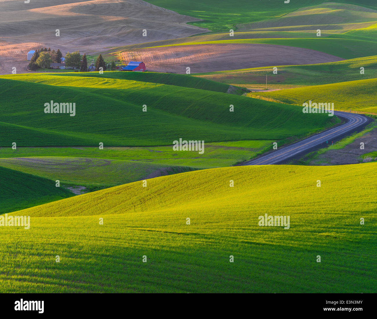 La Palouse, Whitman Comté, WA : ferme isolée parmi les motifs abstraits de matériel roulant des champs de blé Banque D'Images