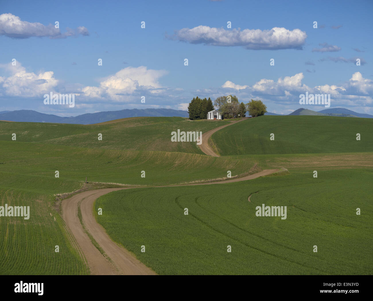 La Palouse, Whitman Comté, WA : hangar agricole avec des arbres sur une colline au-dessus des champs de blé et de chemin de terre en courbe Banque D'Images