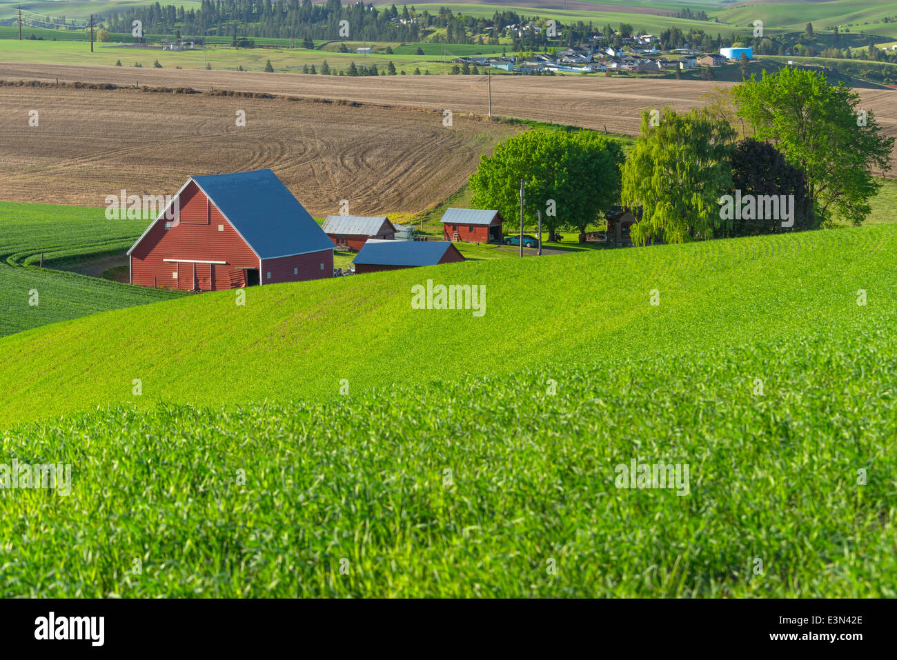 La Palouse, Whitman Comté, WA : grange rouge et les bâtiments de ferme parmi des champs de blé près de Colfax Banque D'Images