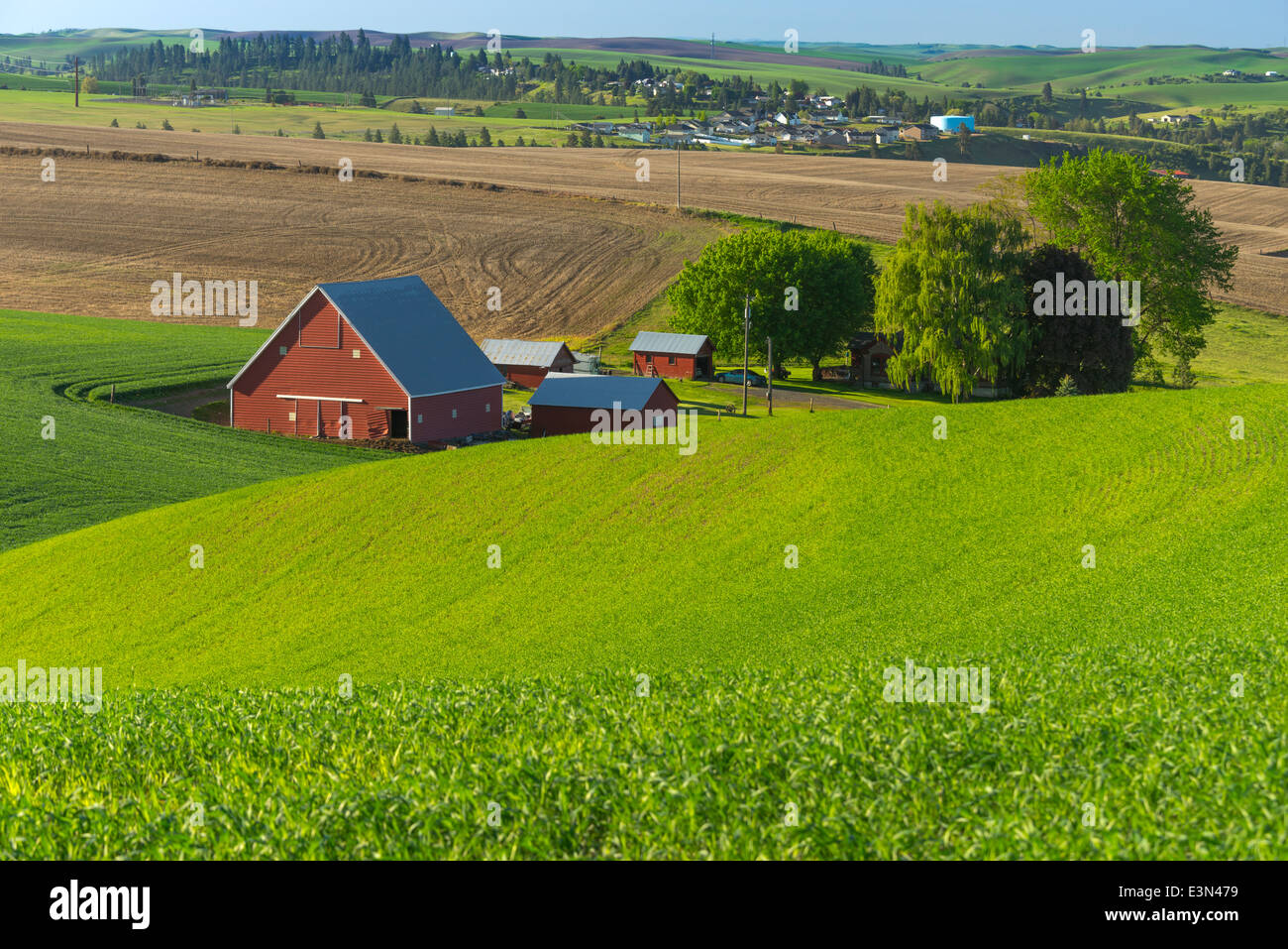 La Palouse, Whitman Comté, WA : grange rouge et les bâtiments de ferme parmi des champs de blé près de Colfax Banque D'Images