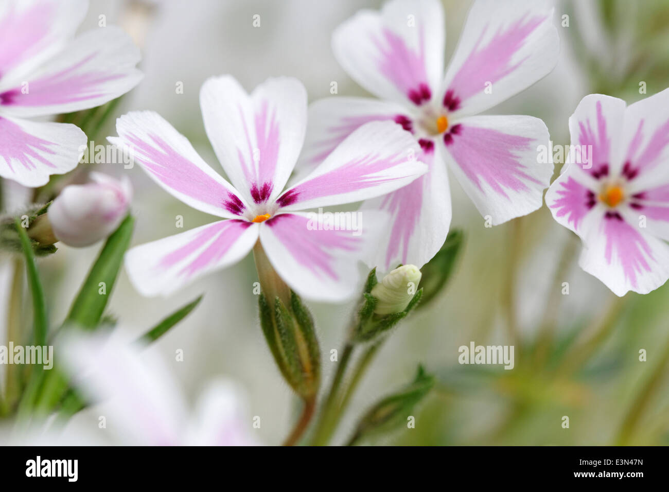 Phlox subulata 'Candy Stripe' (Moss Phlox) Banque D'Images