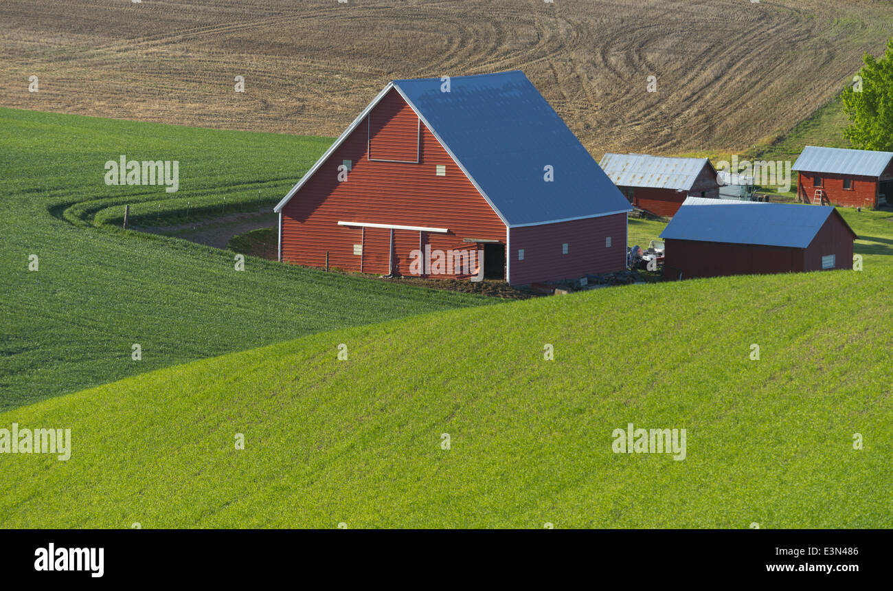 La Palouse, Whitman Comté, WA : grange rouge et les bâtiments de ferme parmi des champs de blé près de Colfax Banque D'Images