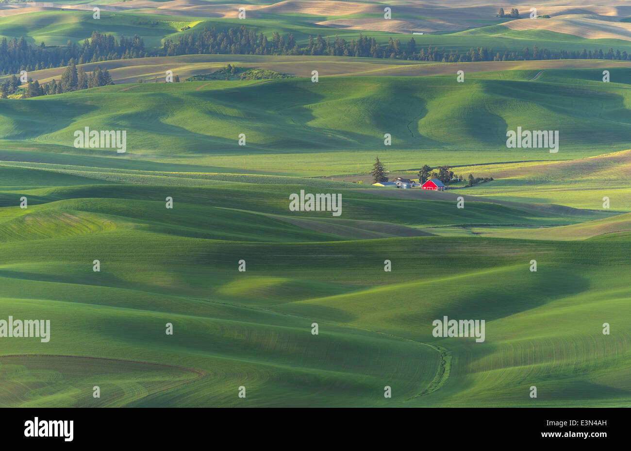 La Palouse, Whitman Comté, WA : site ferme isolée parmi des champs de blé Banque D'Images
