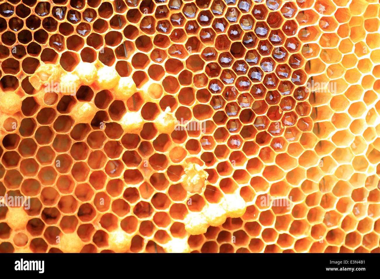 Abeille à miel (Apis mellifera) nichent au Japon Banque D'Images