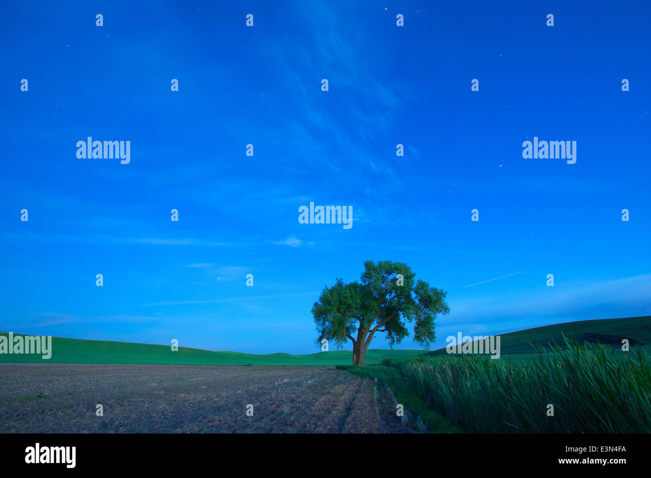 Beau Pays Lieu d'un arbre isolé dans la nuit avec des étoiles dans le cœur de l'Amérique, la Palouse dans l'État de Washington et New York. Banque D'Images