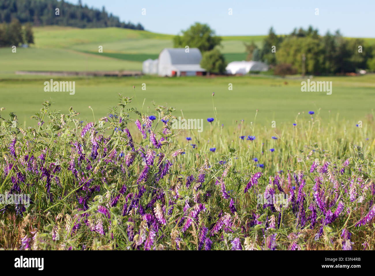 Belle scène de pays d'Amérique du cœur, la région d'élevage de la Palouse dans l'État de Washington et en Idaho. Banque D'Images