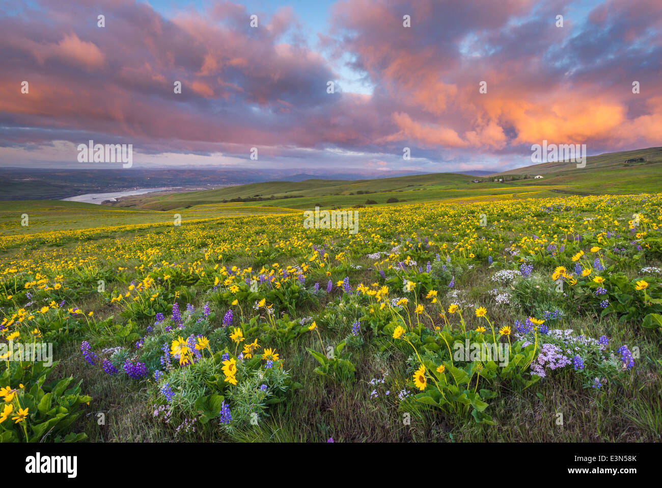 Columbia Hills State Park, Washington : Approche de l'orage au lever du soleil avec lupin et le sapin baumier au-dessus de la rivière Columbia, racine Banque D'Images