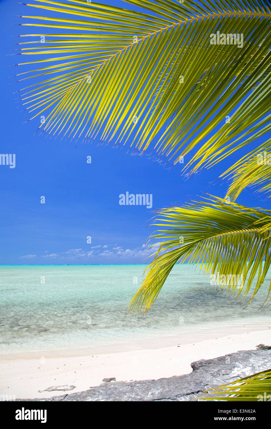 Des cocotiers on Tropical Beach sur l'île de Mayaguana aux Bahamas Banque D'Images