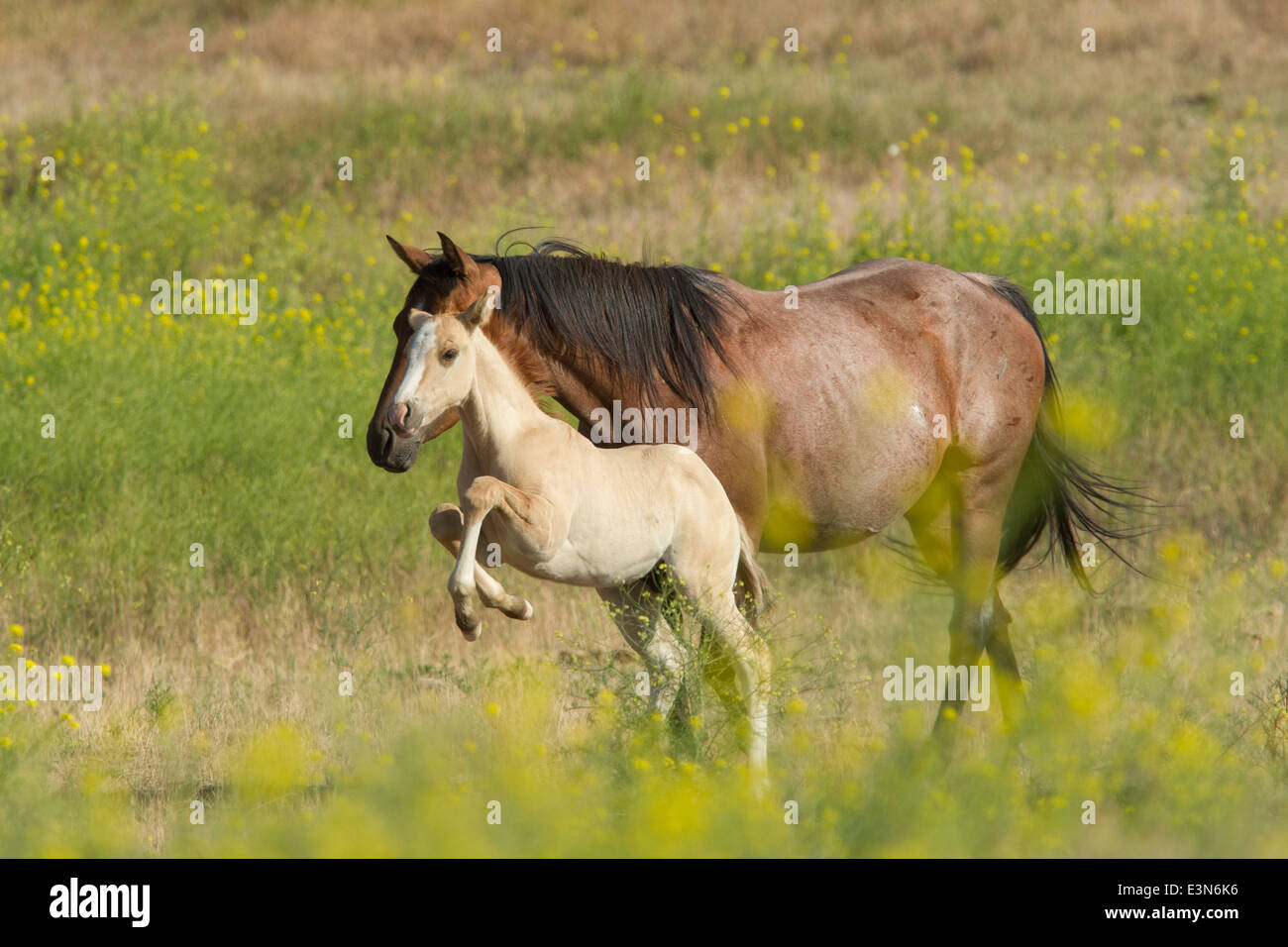 L'audacieuse peu colt. Banque D'Images