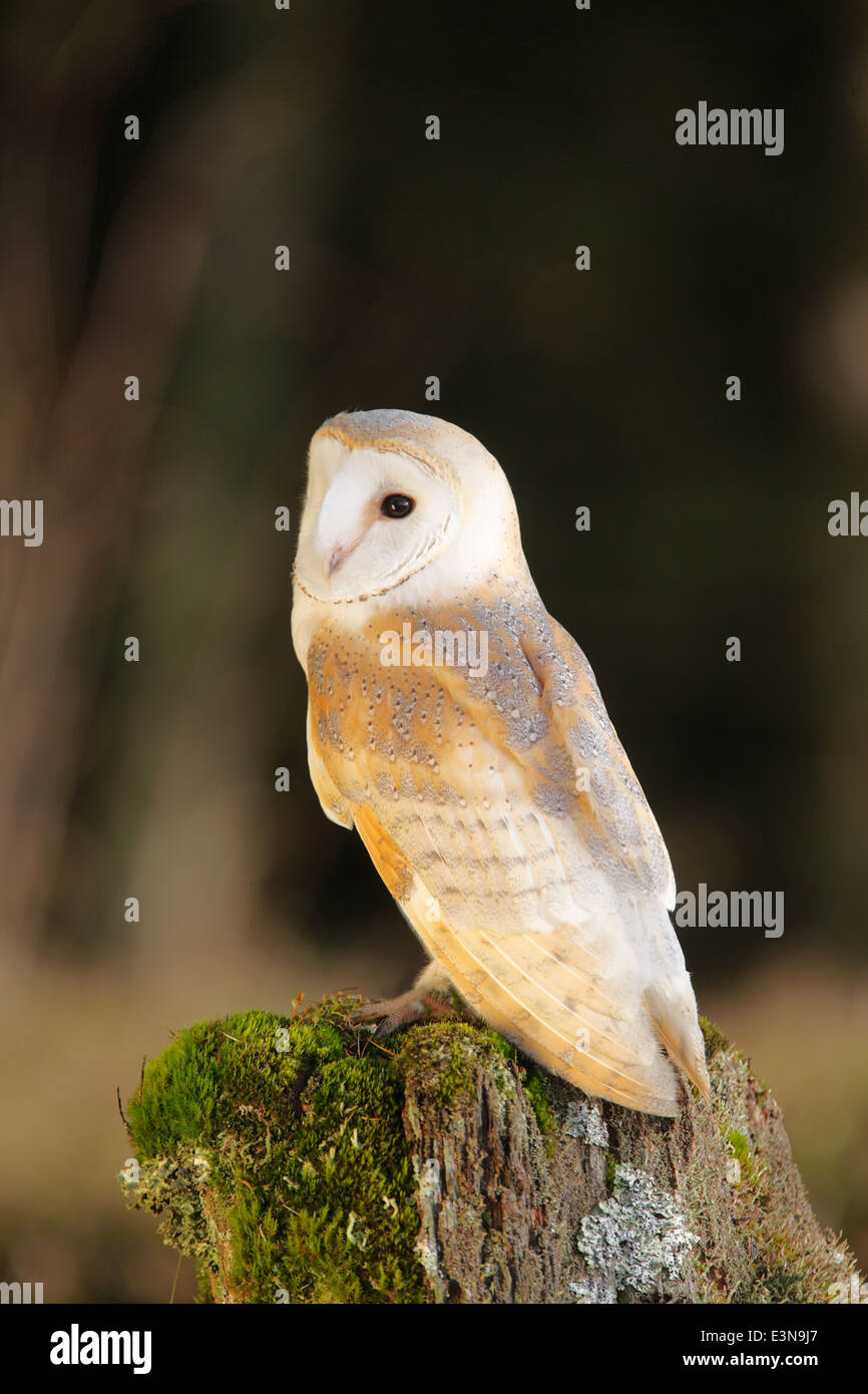 Tyto alba Barn Owl perching on fence post Banque D'Images