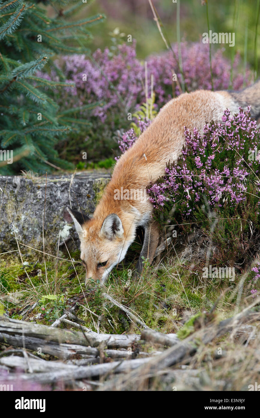 Vulpes vulpes renard roux à la recherche de nourriture dans la bruyère Banque D'Images