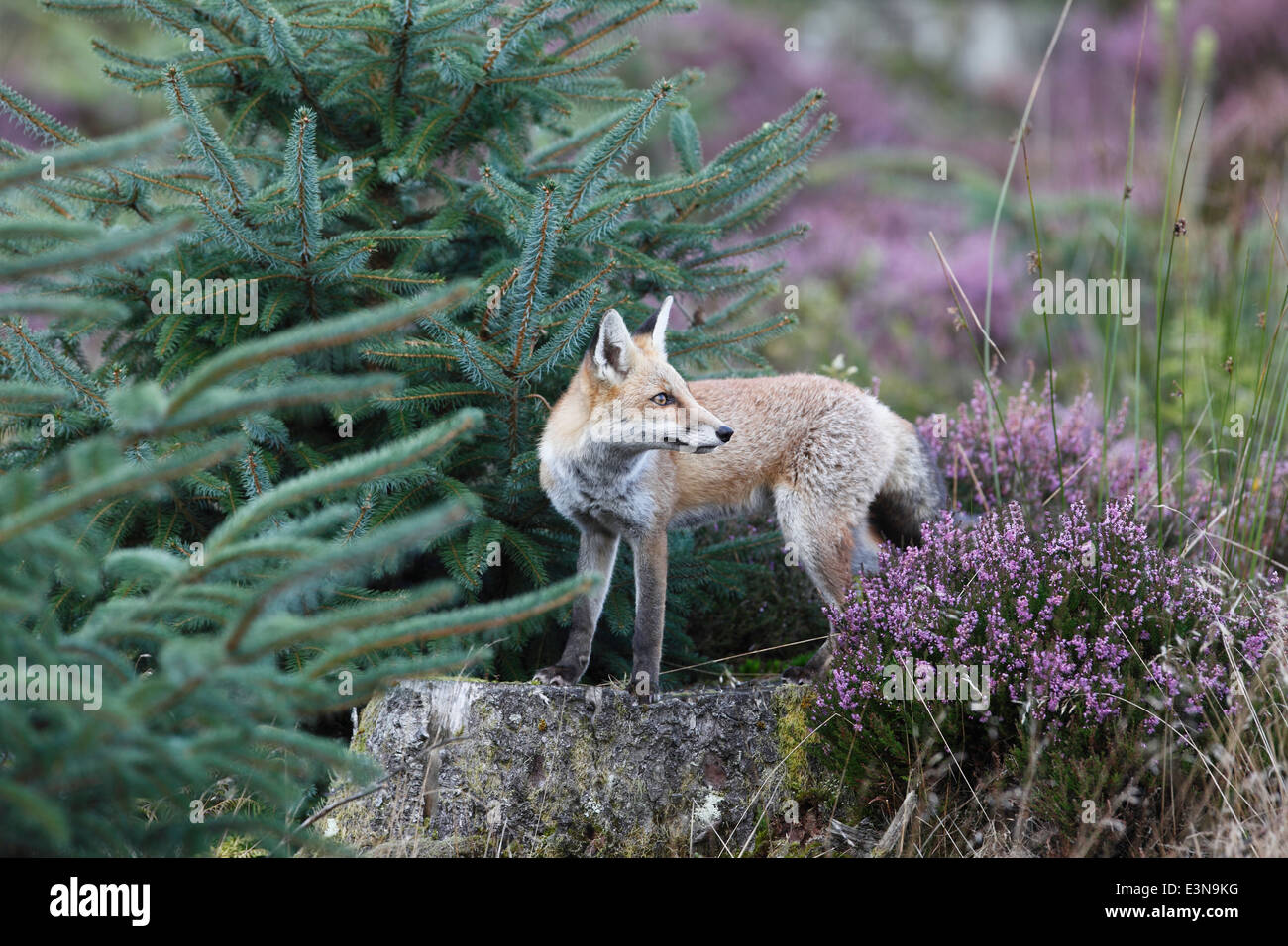 Le renard roux Vulpes vulpes debout sur souche d'arbre dans la foresterie Banque D'Images