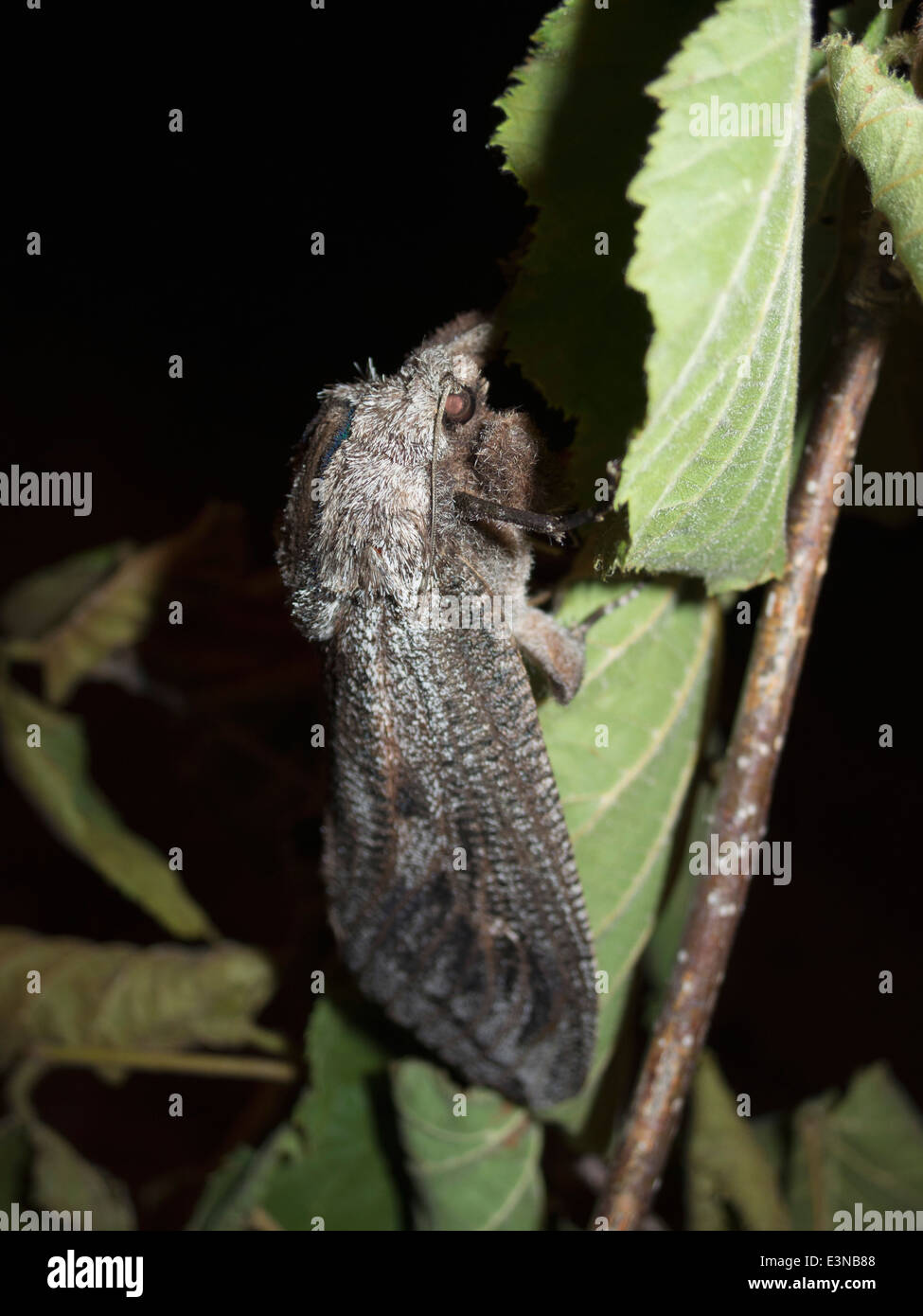 Insecte noir percher sur feuille, à nuit Banque D'Images