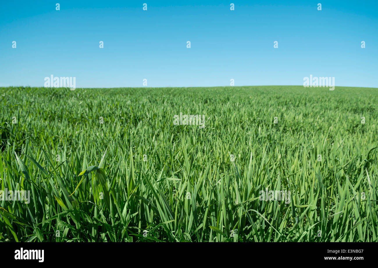 Plantes poussant contre ciel bleu clair Banque D'Images