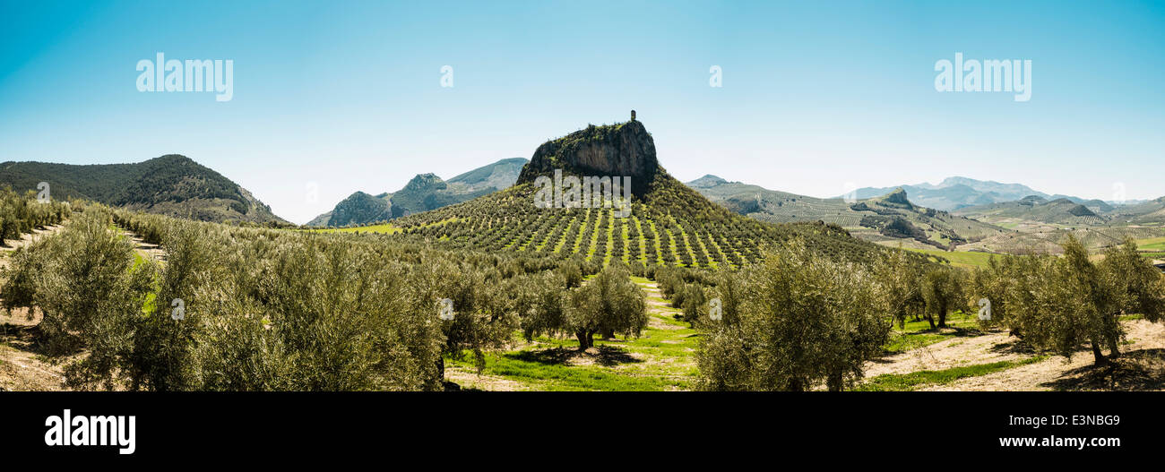 Vue panoramique de plantes et hill contre ciel bleu clair Banque D'Images