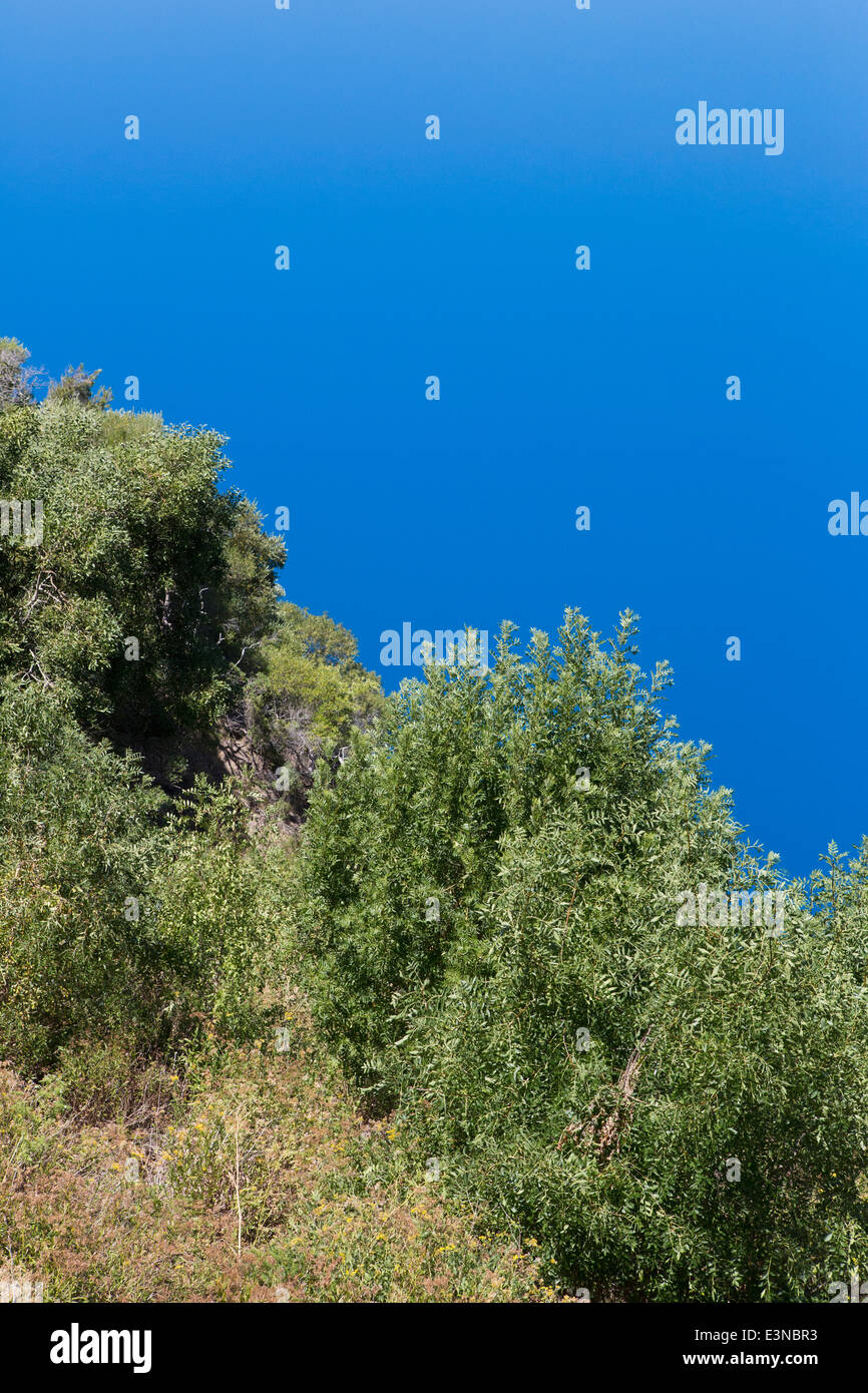 Des arbres contre ciel bleu clair Banque D'Images