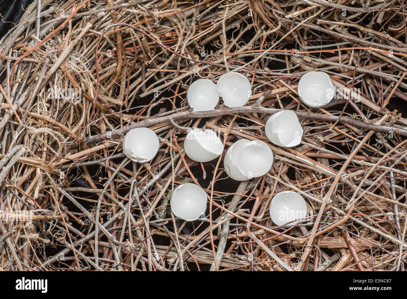 Close-up de coquilles brisées in bird's nest Banque D'Images