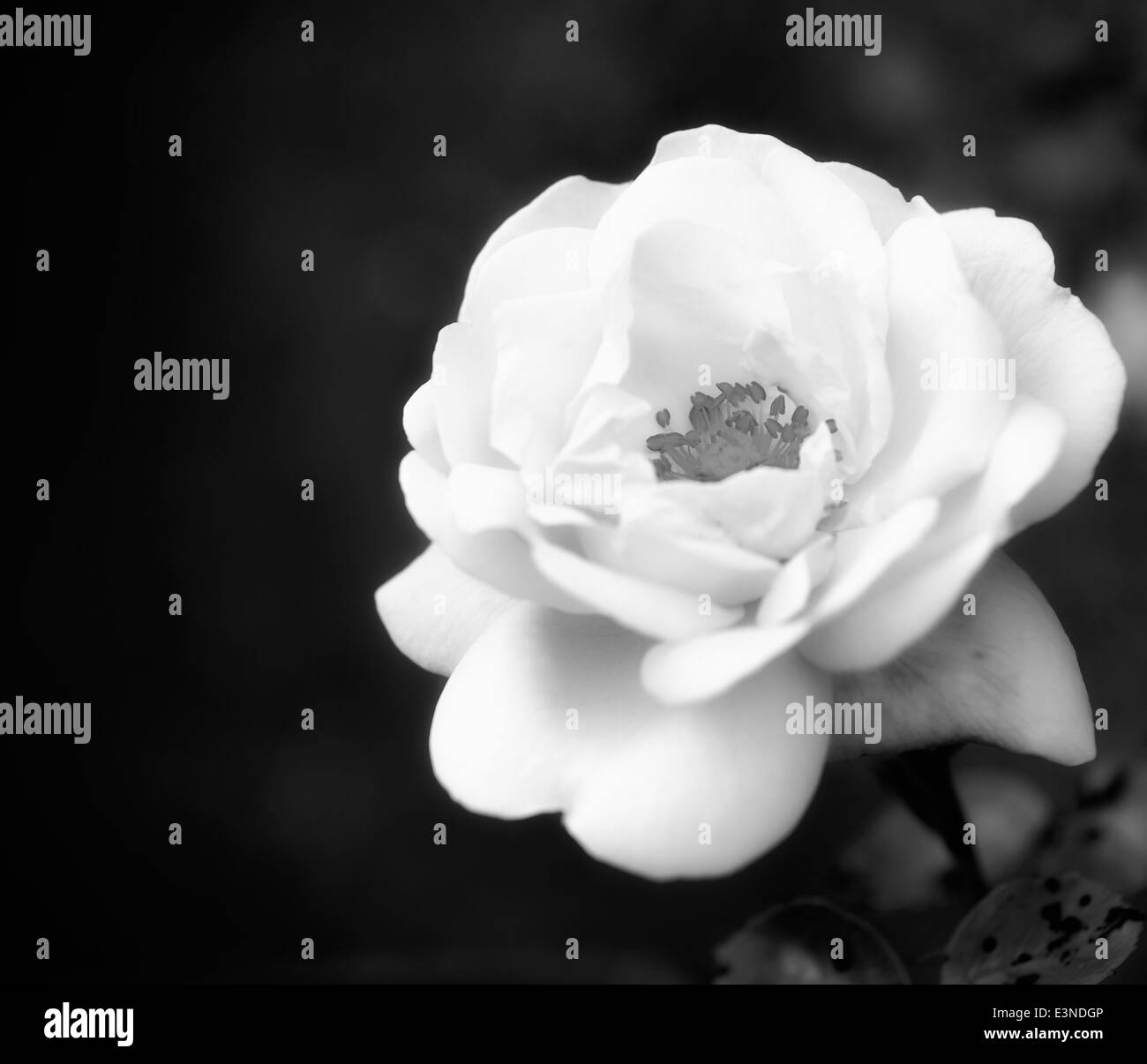1 rose rose avec une lueur rêveuse filtre appliqué dans le traitement noir et blanc Banque D'Images