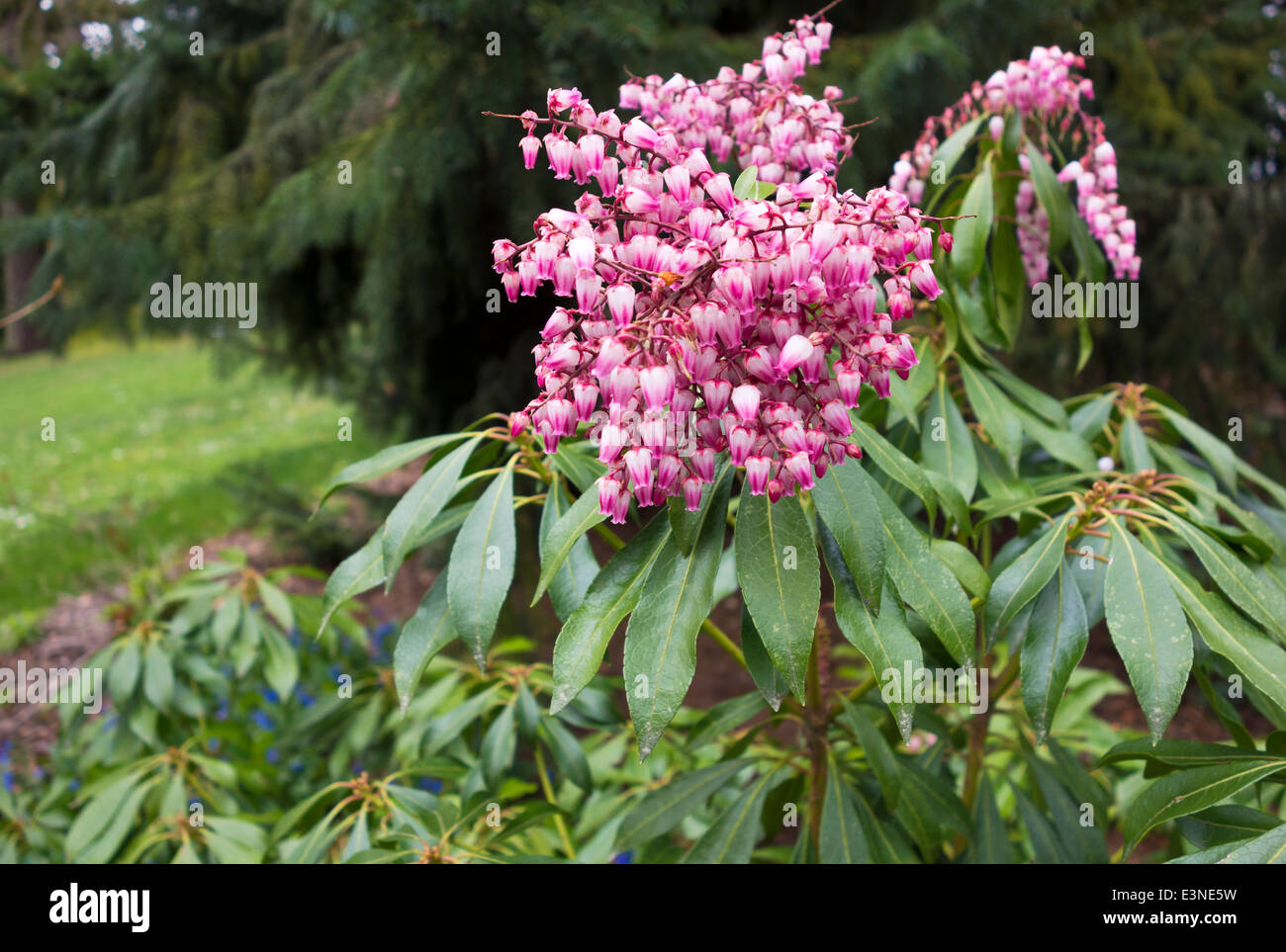 Rose Petites Fleurs En Forme De Cloche De Pieris Japonica