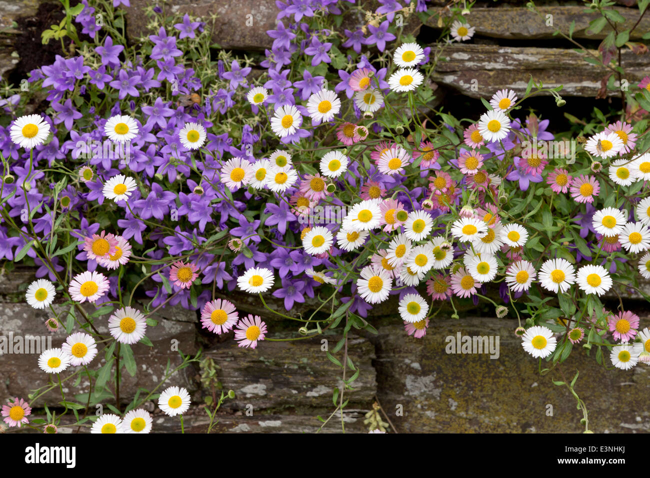 Campanula pourpre et coloré / croissant sur les marguerites colorées d'un mur de pierre. Banque D'Images