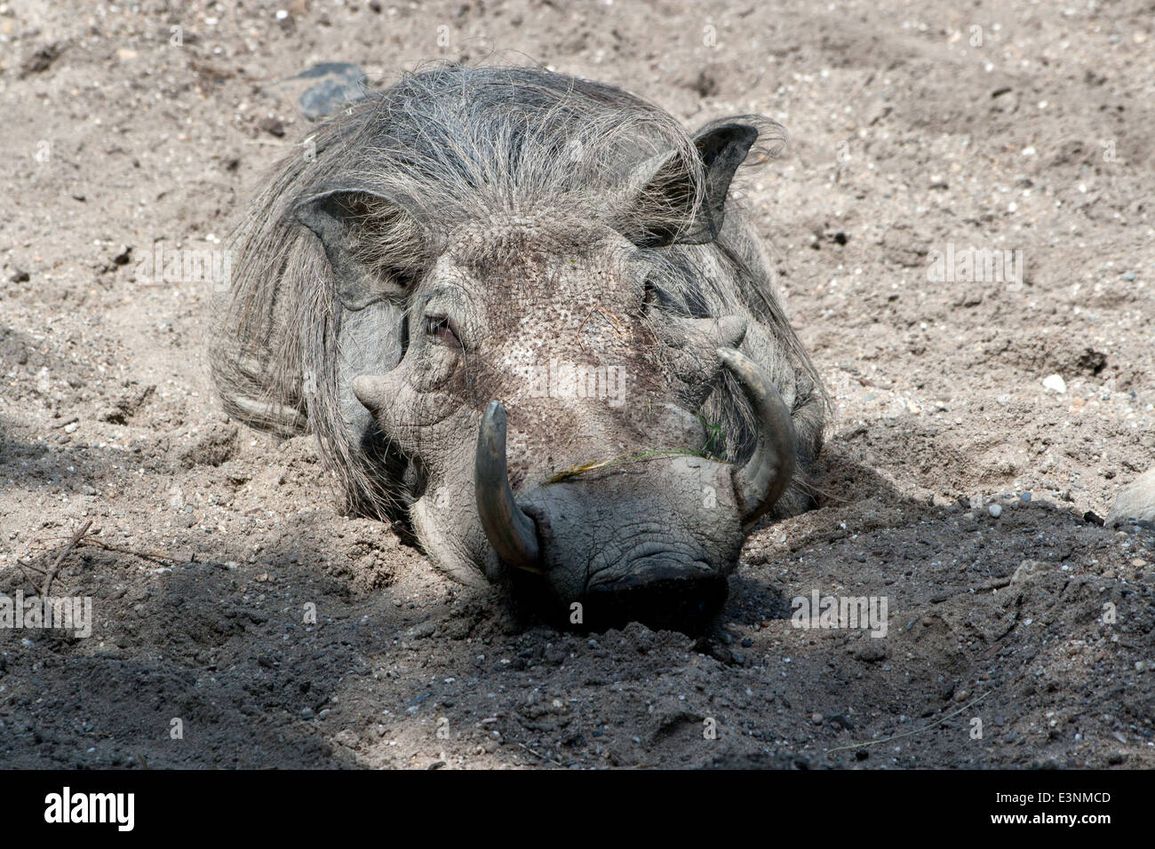 Warzenschwein Banque D'Images