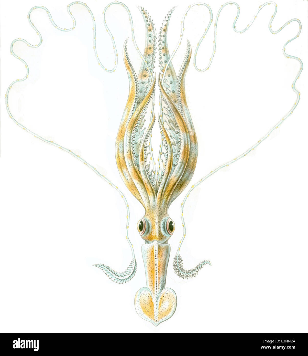 Haeckel Chiroteuthis veranyi Banque D'Images