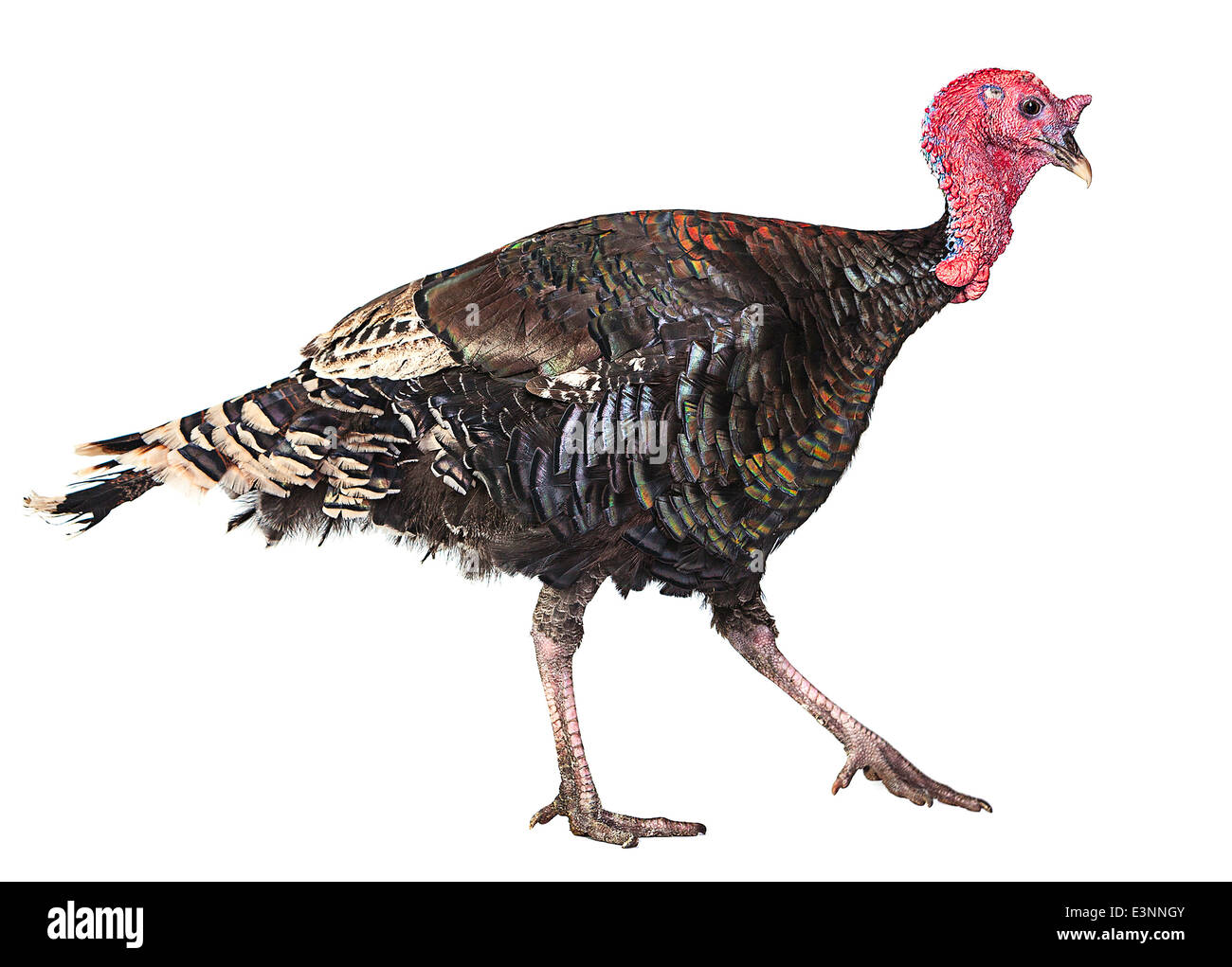 La Turquie bird isolé sur fond blanc Banque D'Images