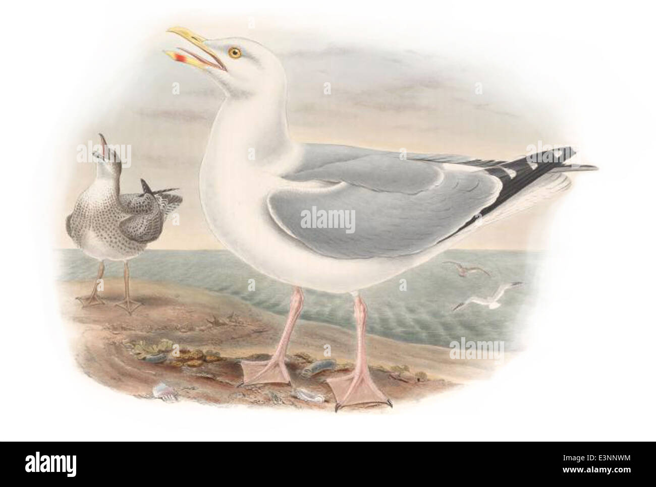 Le Goéland argenté (Larus argentatus) est un grand oiseau de mer que l'on trouve le long des côtes d'Europe, d'Amérique du Nord et d'Asie. Il a un corps blanc, des ailes grises et des pattes jaunes, avec un appel distinctif aigu et fort. Cette espèce se nourrit d'une grande variété d'aliments, y compris les poissons, les invertébrés et les déchets humains, ce qui la rend adaptable aux environnements côtiers et urbains. Banque D'Images