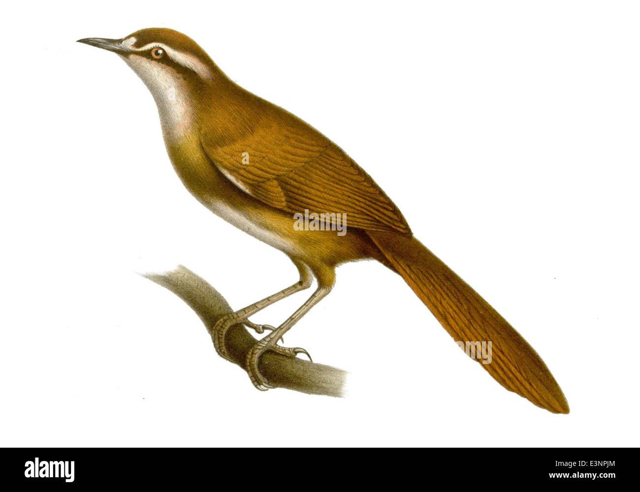 Megalurulus mariei est une espèce d'oiseau à bouche-grenouille que l'on trouve en Asie du Sud-est. Il est connu pour son bec large distinctif et son plumage cryptique, qui fournit un camouflage dans son habitat boisé. L'espèce se trouve généralement dans les forêts tropicales denses et se nourrit d'insectes et de petits vertébrés. Banque D'Images