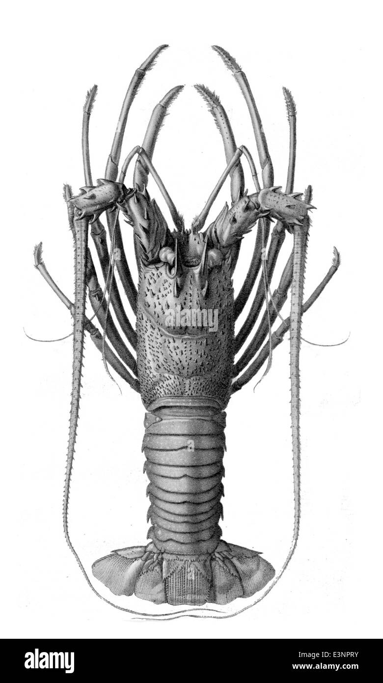 Panulirus longipes, connu sous le nom de homard épineux à longues pattes, est une espèce de homard épineux trouvée dans la région Indo-Pacifique. Remarquable pour ses longues pattes et son exosquelette épineux, il est un sujet de pêche commerciale. Banque D'Images