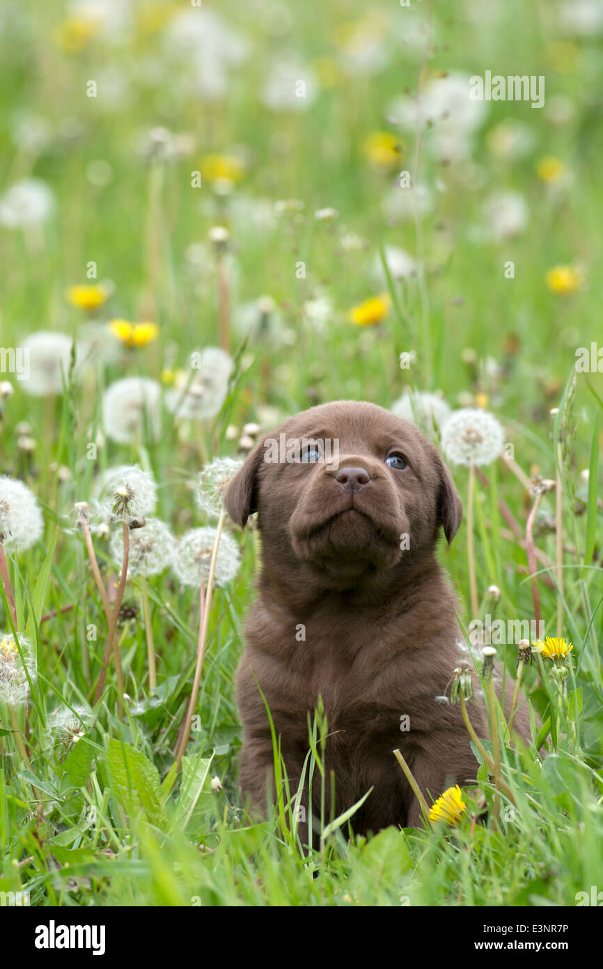 Chien chiot Labrador Retriever Chocolat Banque D'Images