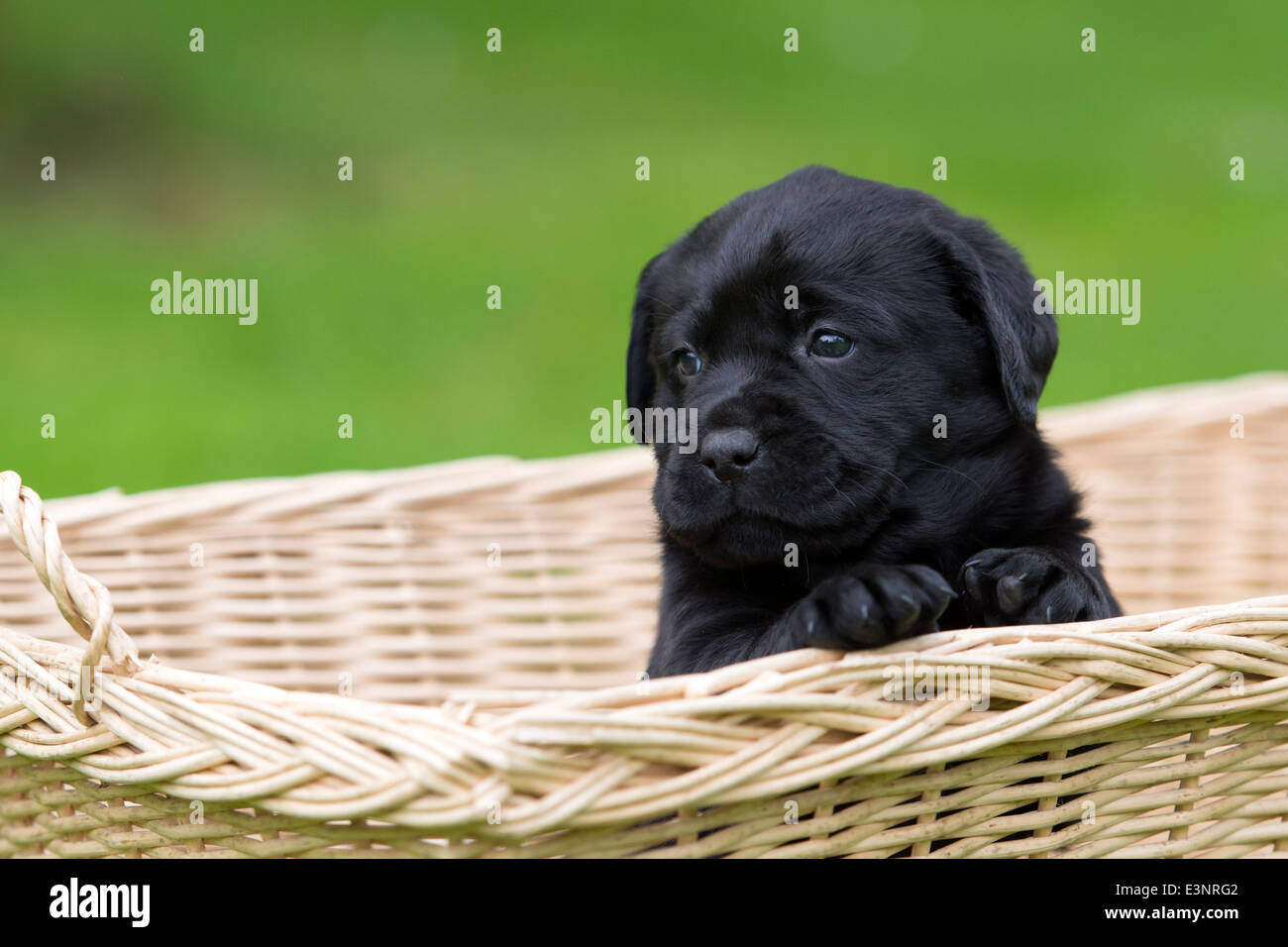 Chiot Labrador noir chien assis dans un panier Banque D'Images