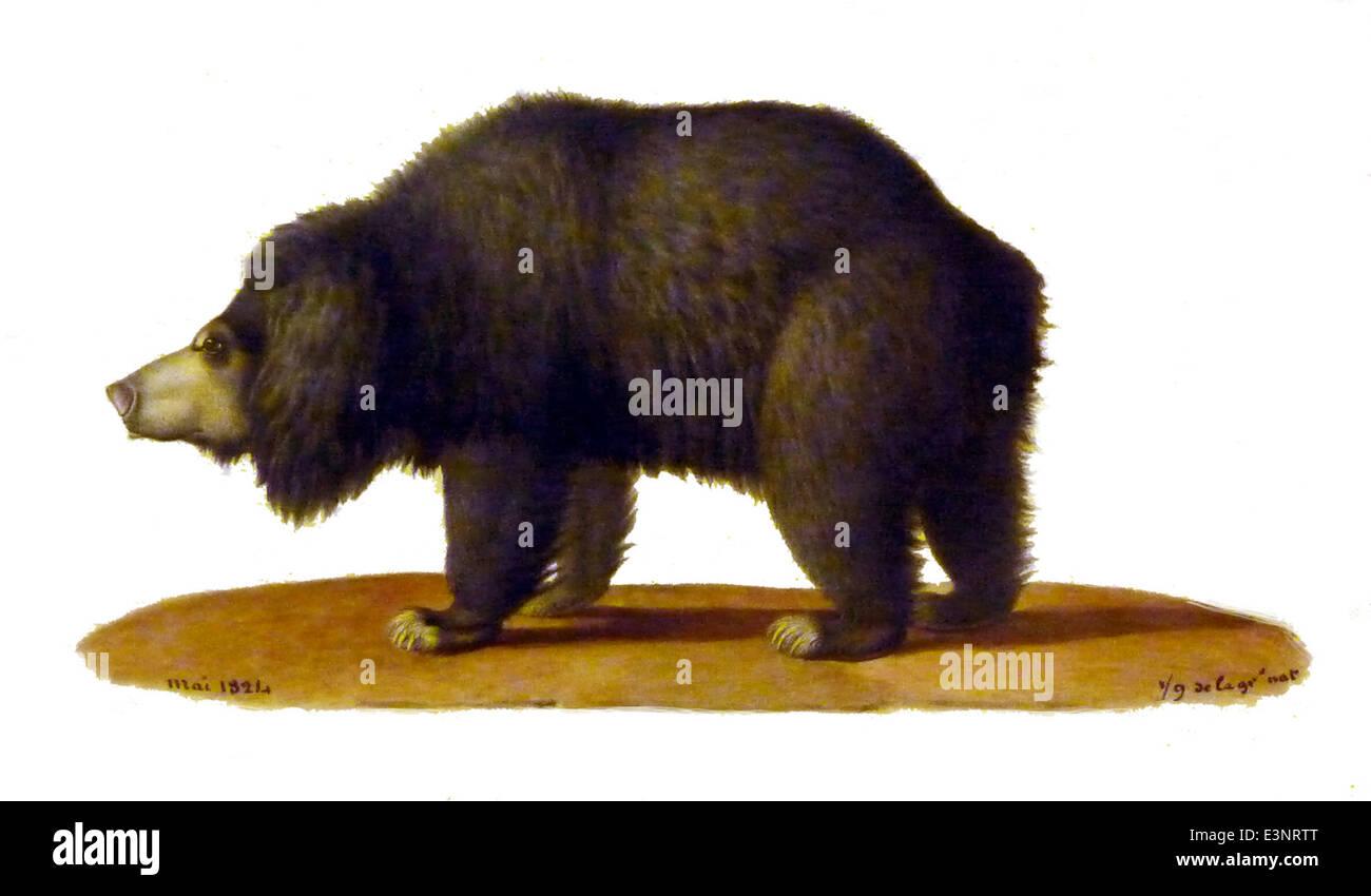 Tremarctos ornatus, communément appelé ours à lunettes, est la seule espèce d'ours originaire d'Amérique du Sud, habitant les Andes du Venezuela à la Bolivie. Reconnaissable à ses marques faciales distinctives, cet ours de taille moyenne se nourrit principalement de matériel végétal, la viande constituant une petite partie de son alimentation. Classée vulnérable en raison de la perte d’habitat et des conflits humains, les efforts de conservation sont cruciaux pour sa survie. Banque D'Images