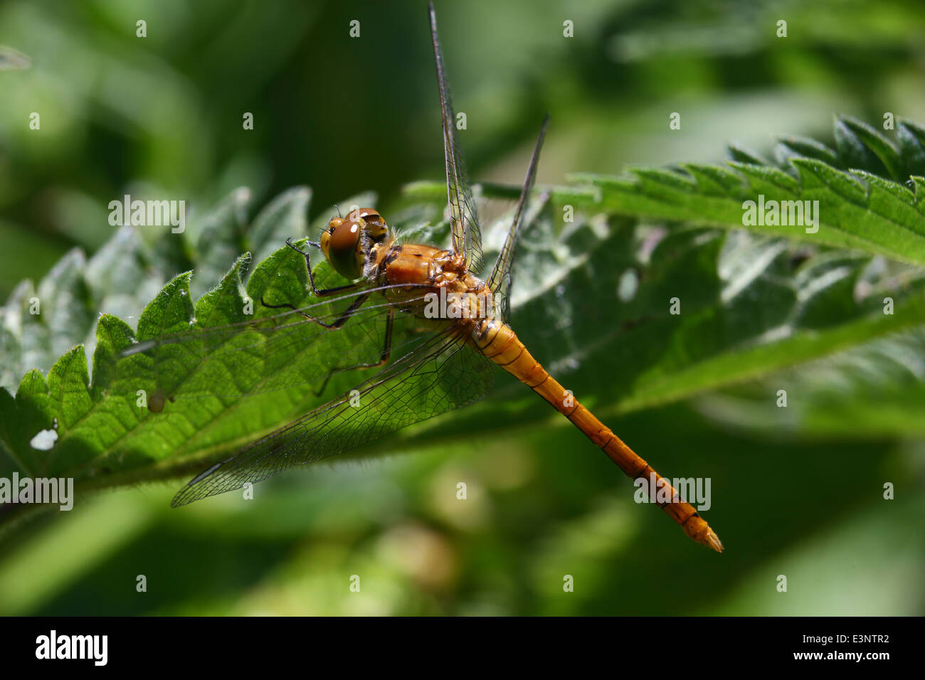 Ruddy darter dragonfly Banque D'Images