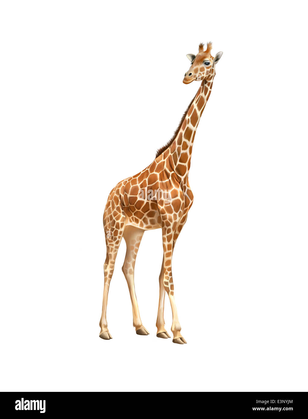 Belle Girafe adultes nous regarder Banque D'Images