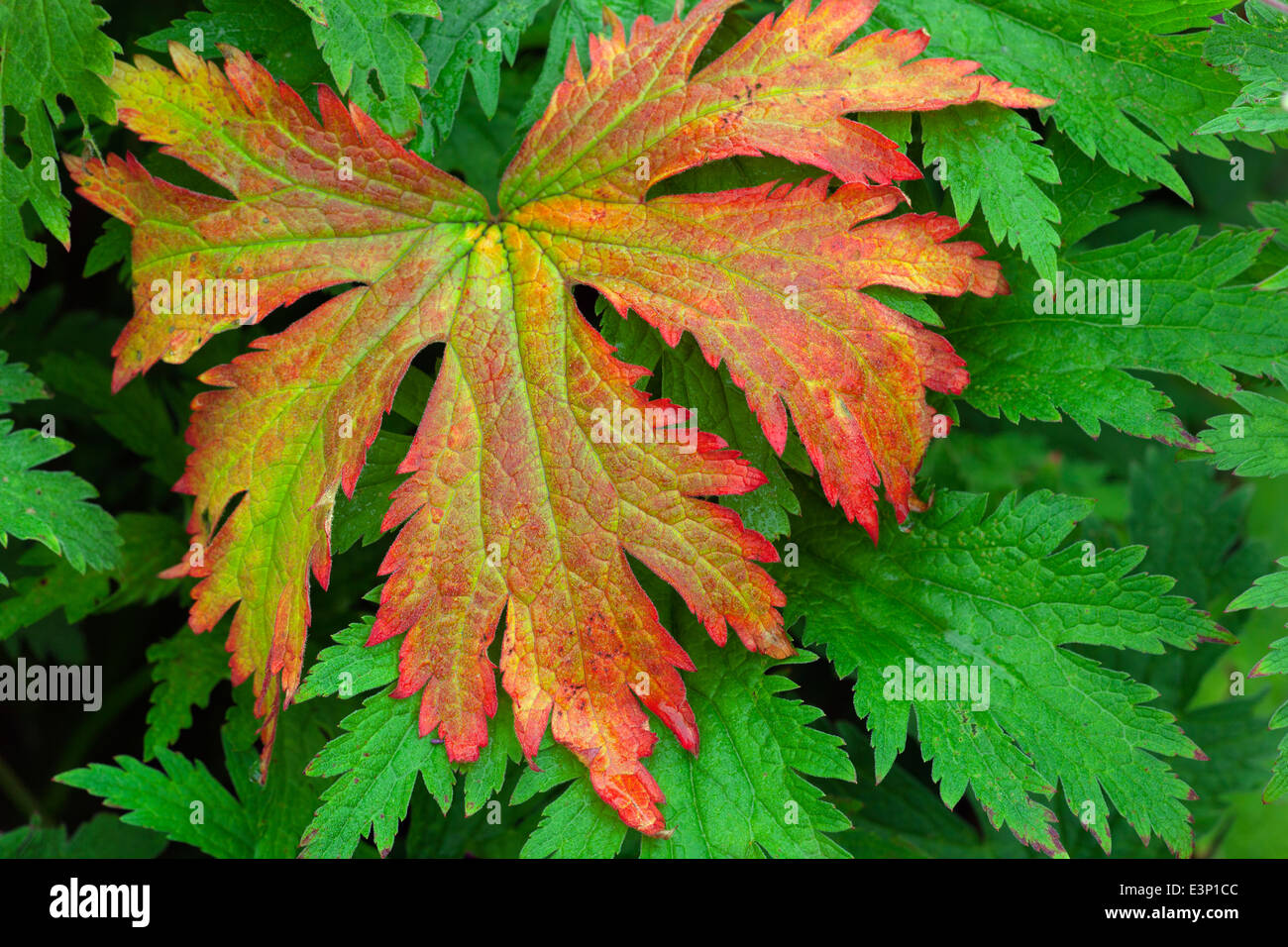 Geranium Procurrens changer la couleur du vert au rouge Banque D'Images