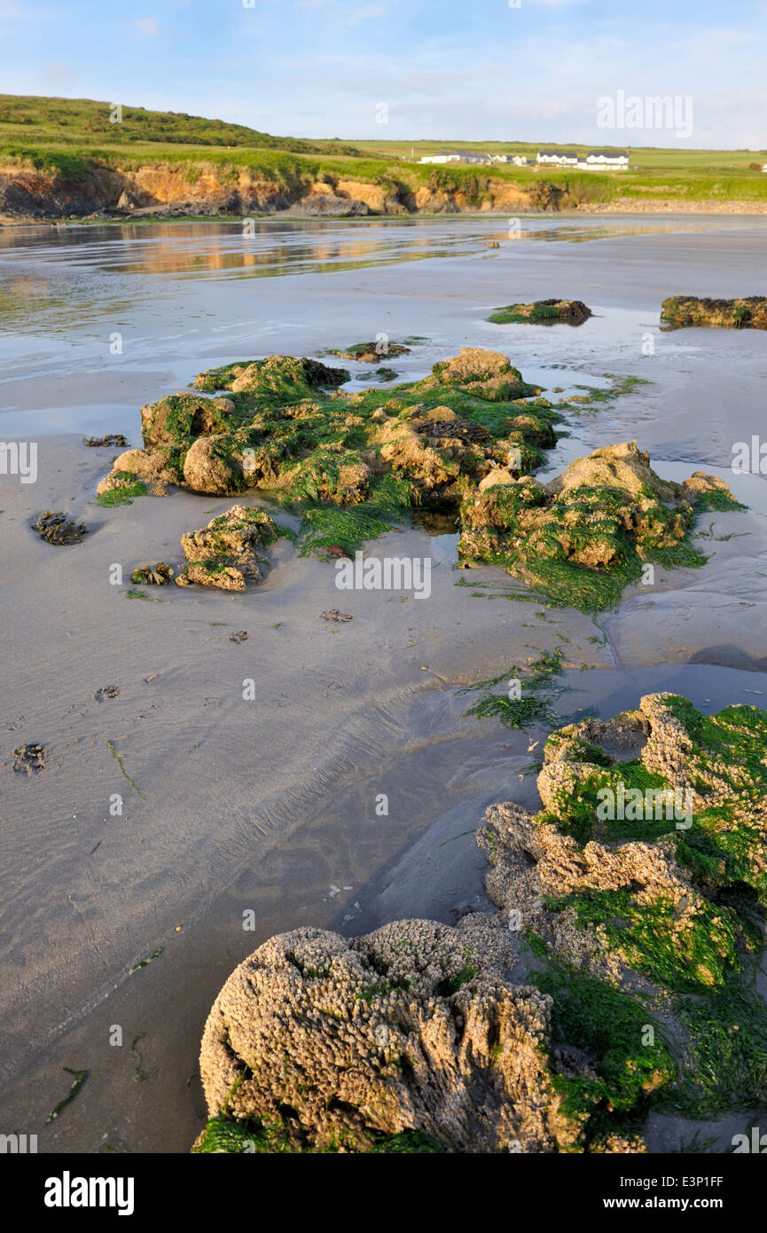 Roches avec des algues sur la plage à marée basse, Pembrokeshire, Pays de Galles, Royaume-Uni Banque D'Images