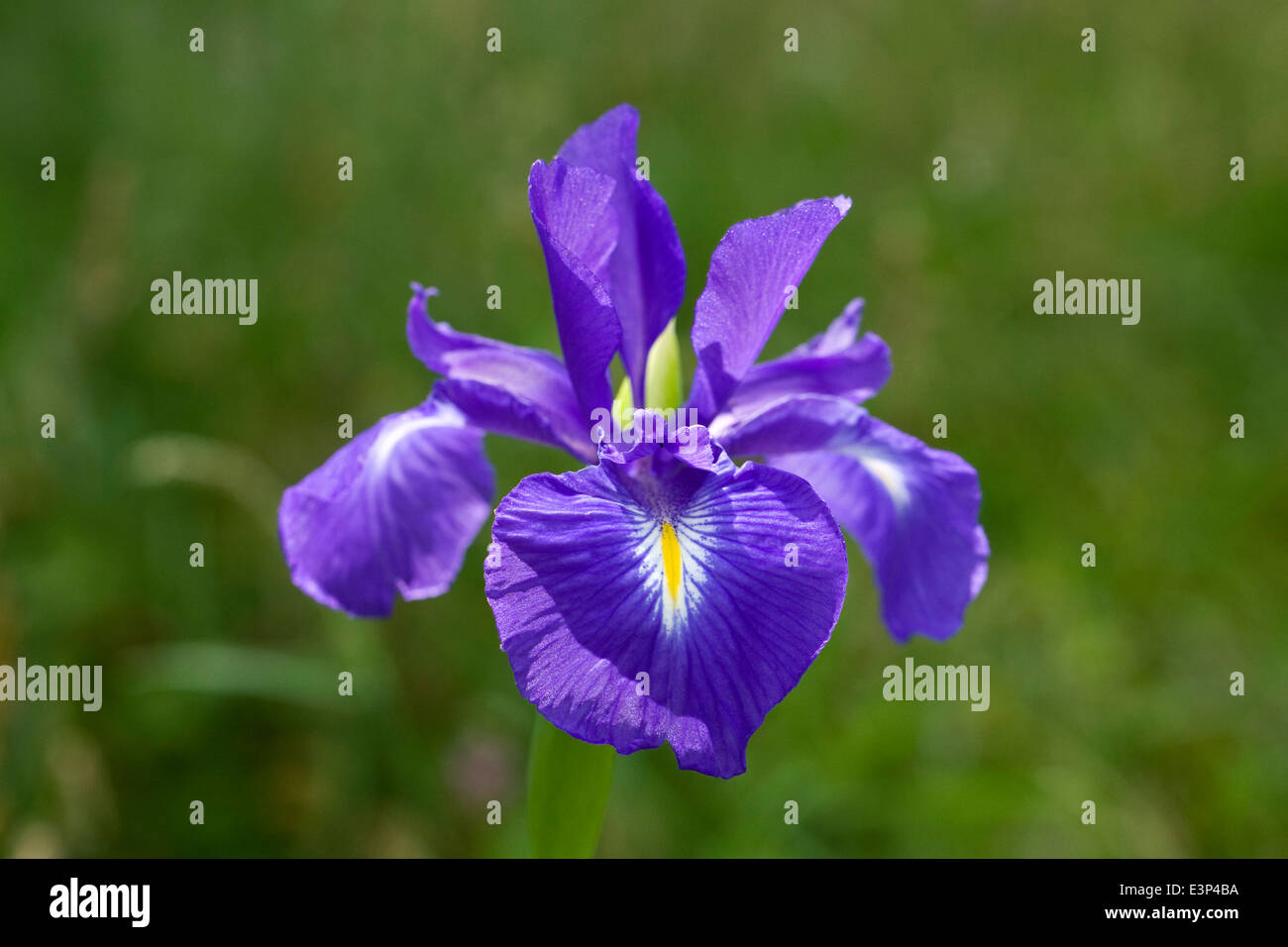Purple Iris sibirica croissant dans une prairie. Banque D'Images