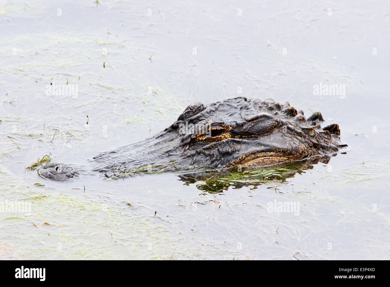 Un Alligator incombe à son siège à la surface dans un marais côtier. Banque D'Images
