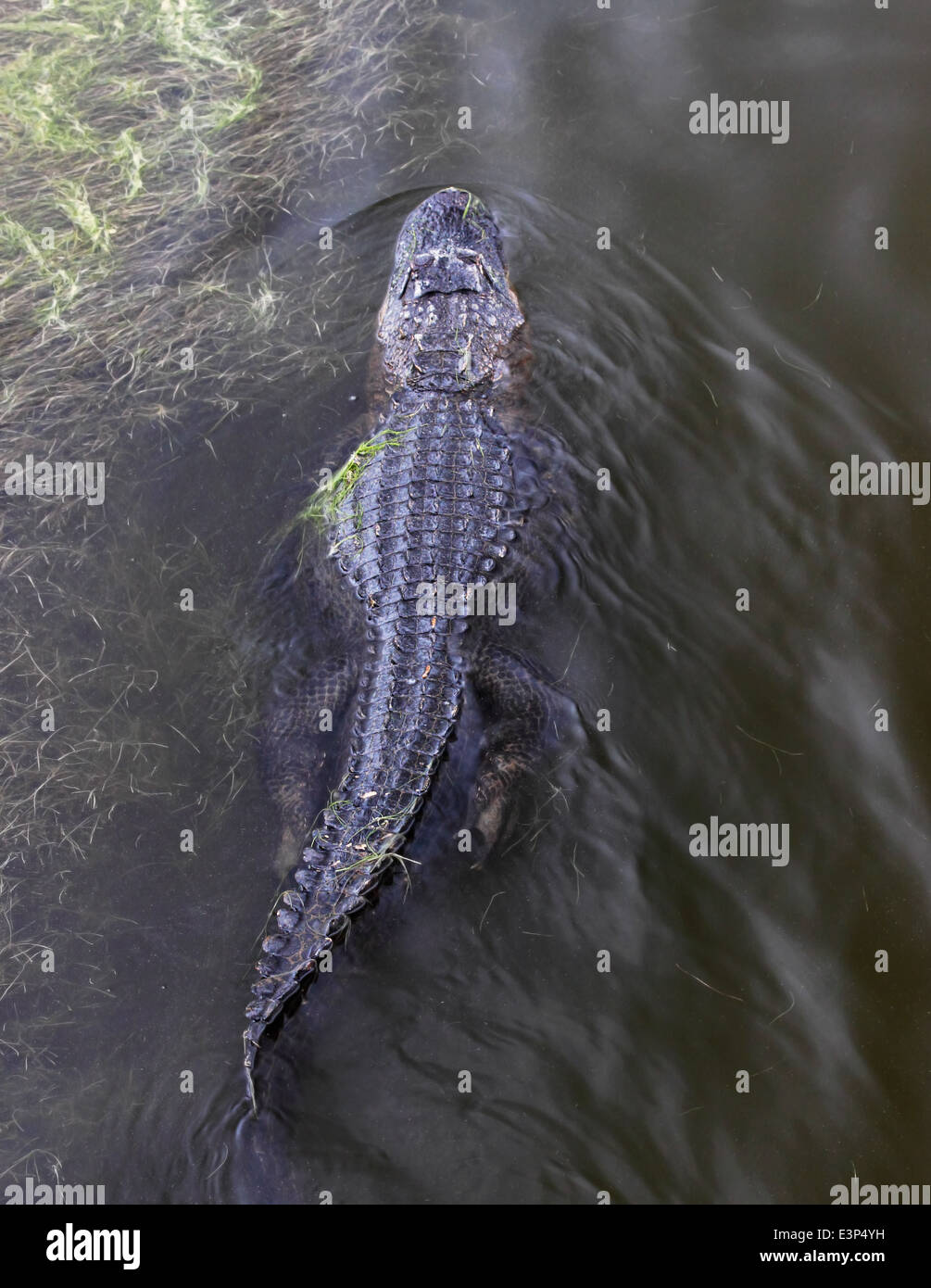 Un Alligator nage le long de la surface dans un marais côtier. Banque D'Images