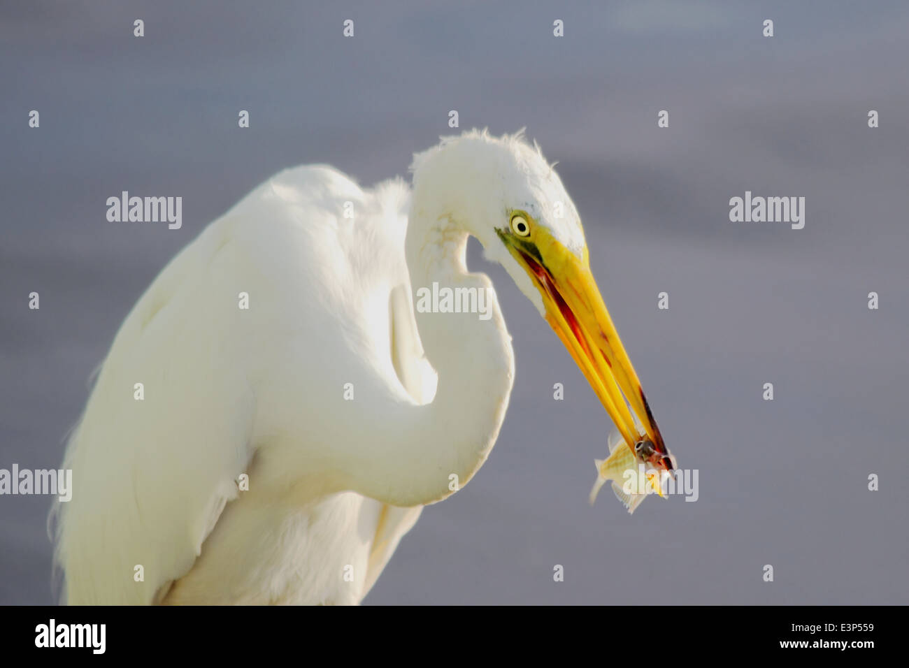 Une grande aigrette (Ardea alba) se nourrit d'un poisson dans une des zones humides côtières. Banque D'Images