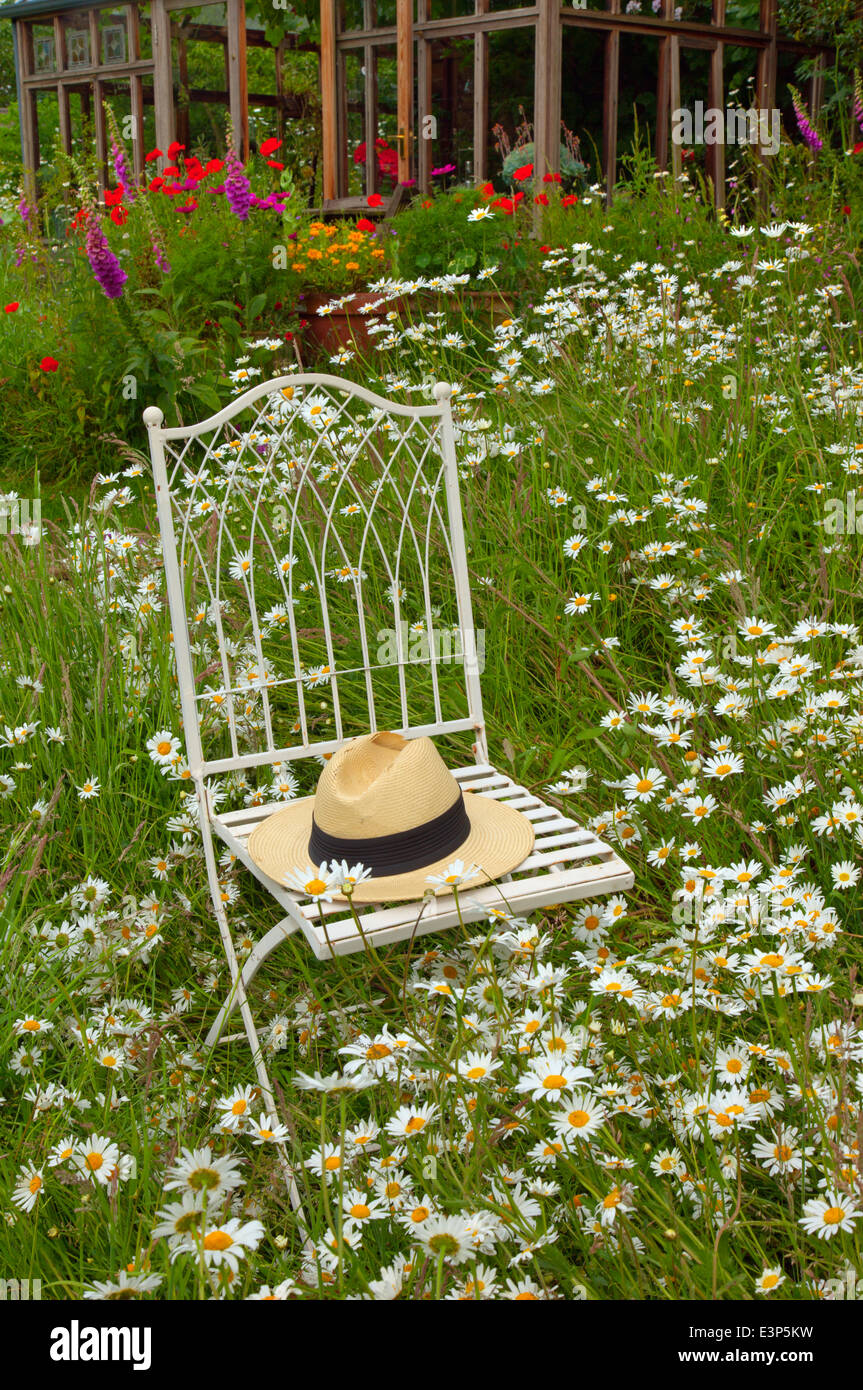Ox-eye Tribunes Leucanthemum vulgare chaise et hat Banque D'Images