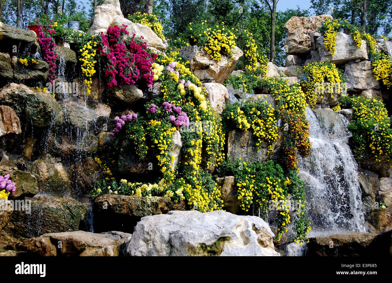 Qingbaijiang, Chine : Masses de chrysanthèmes au Phoenix Lake Park Banque D'Images