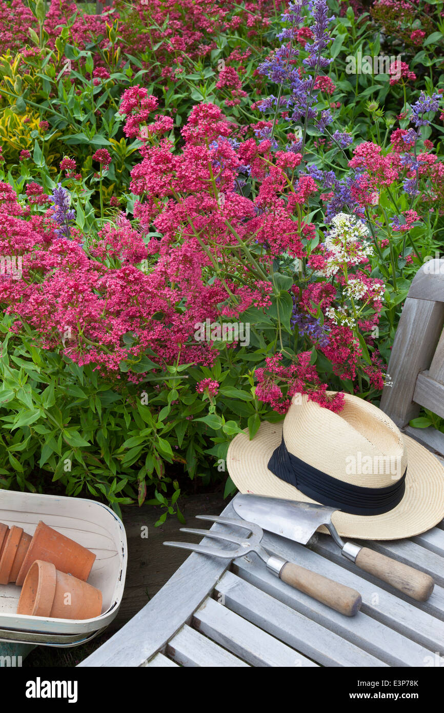 La valériane rouge ruber et Centranyhus Catmint Nepeta mussinii garden still life Banque D'Images