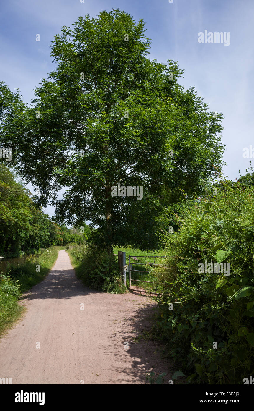 Taff Trail sentier le long du canal à Brecon Banque D'Images