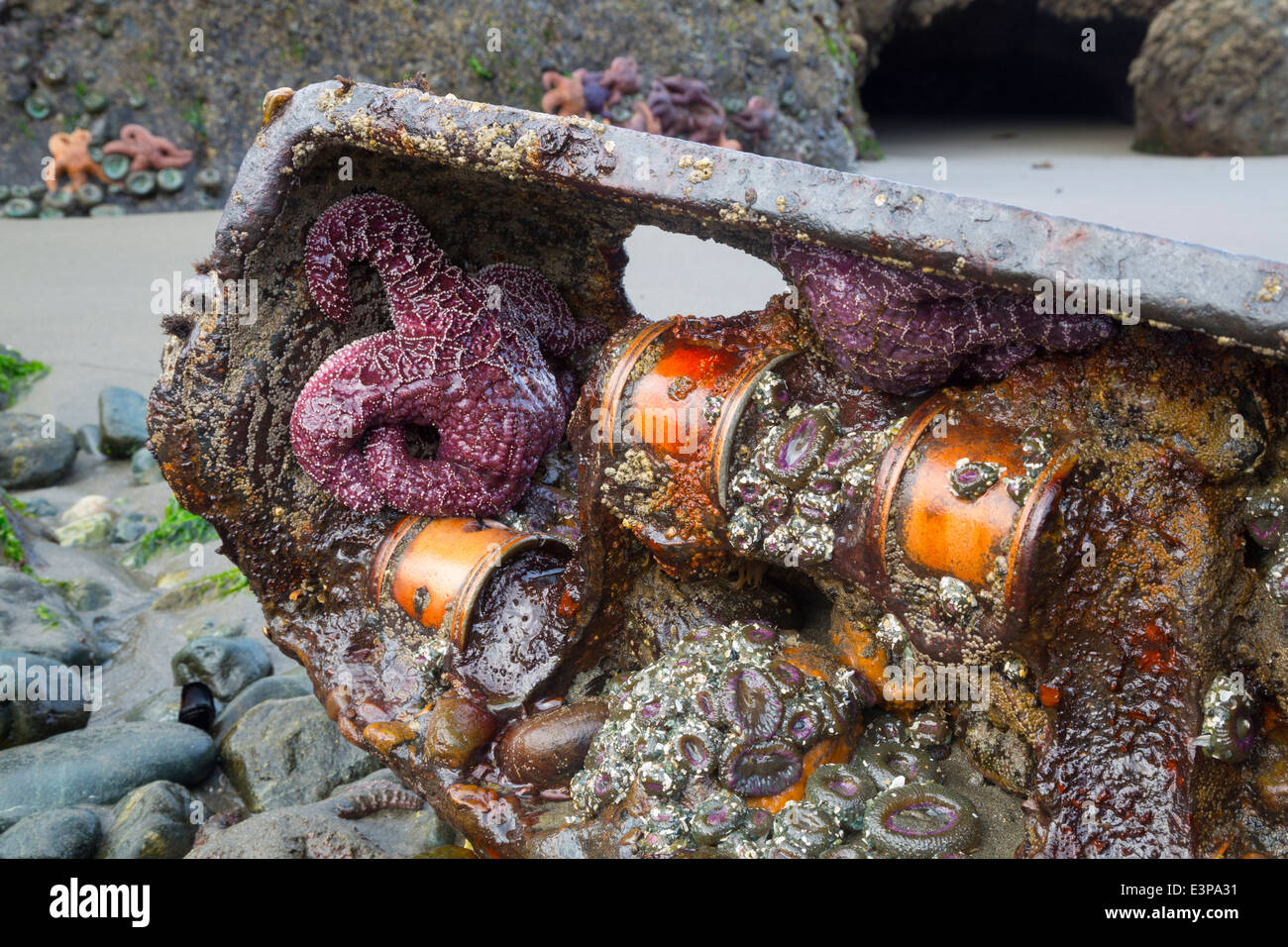 USA, Washington, de naufrage du carter-moteur offre un accueil pour les étoiles de mer et des anémones. Point-de-Arches, Olympic National Park Banque D'Images