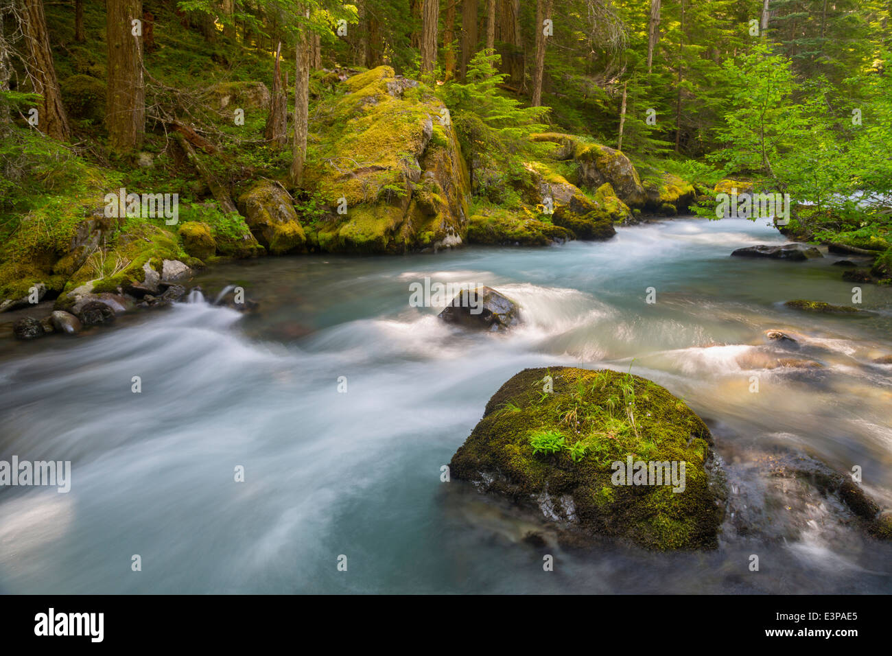 USA, l'État de Washington. Belle l'eau qui coule le long de la rivière dans le dormeur, Buckhorn Désert, Olympic National Forest. Banque D'Images