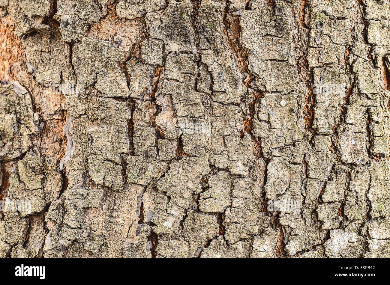 La texture de l'écorce d'arbre Banque D'Images