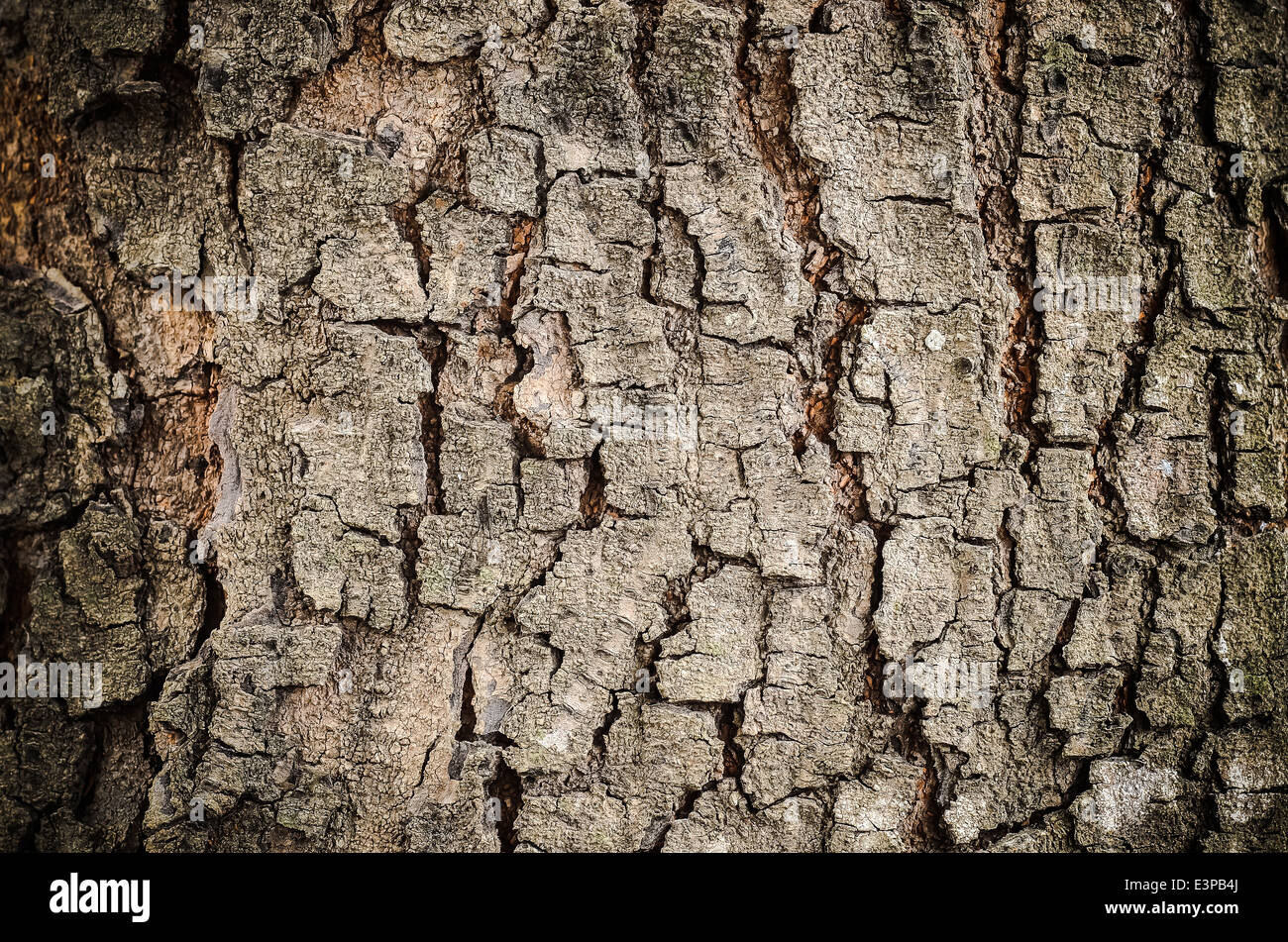 La texture de l'écorce d'arbre Banque D'Images